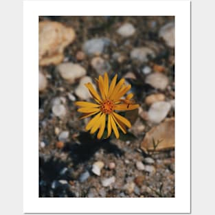 Hairy (False) Golden Aster Posters and Art